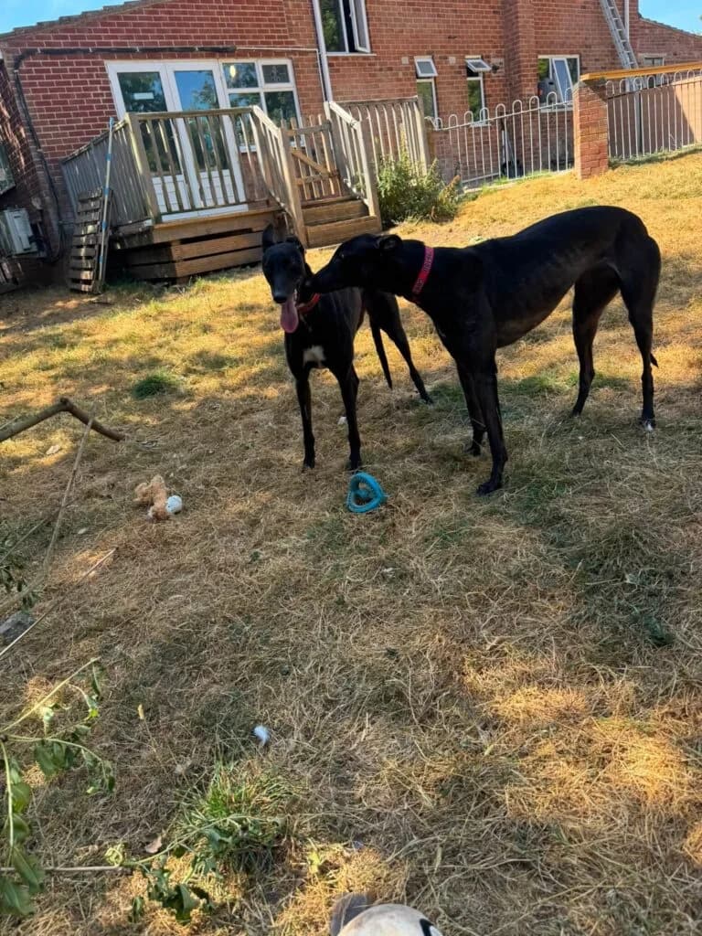 Sunshine, female Mixed Breed for adoption at Greyhound Protection UK, England (nationwide)