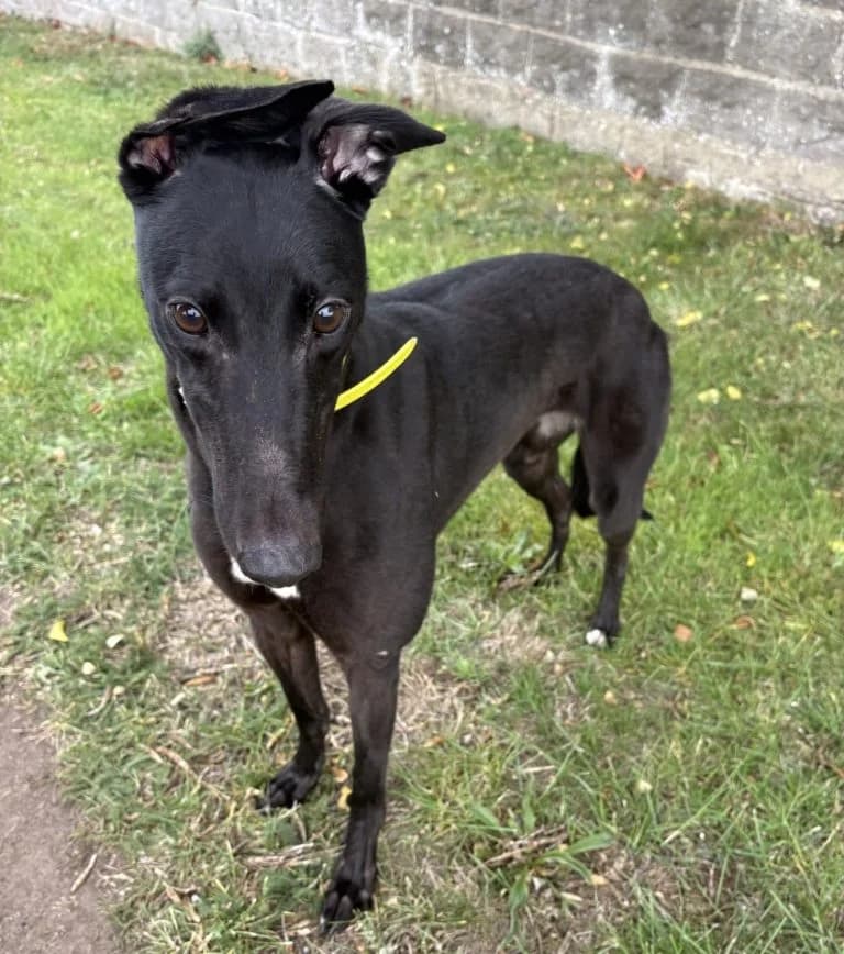 Angel, female young Greyhound for adoption at Greyhound Rescue North East, North East England