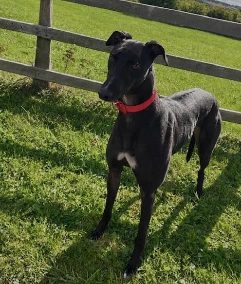 Bonnie, female 3yo Greyhound for adoption at Greyhound Rescue North East, North East England