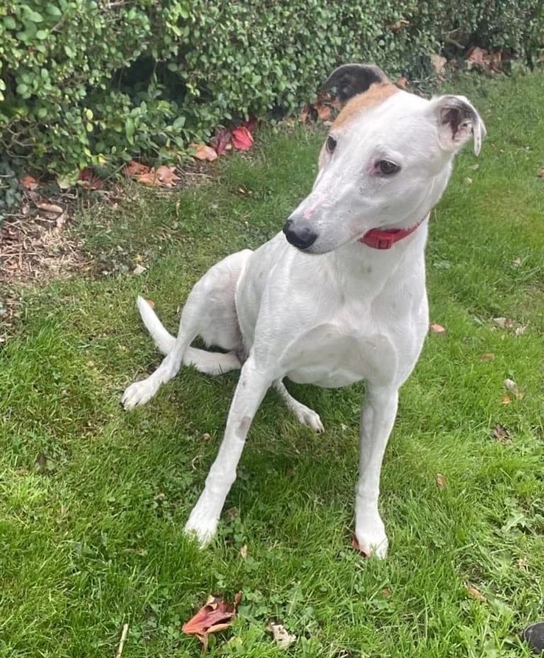 Chalky, male 4yo Greyhound for adoption at Greyhound Rescue North East, North East England