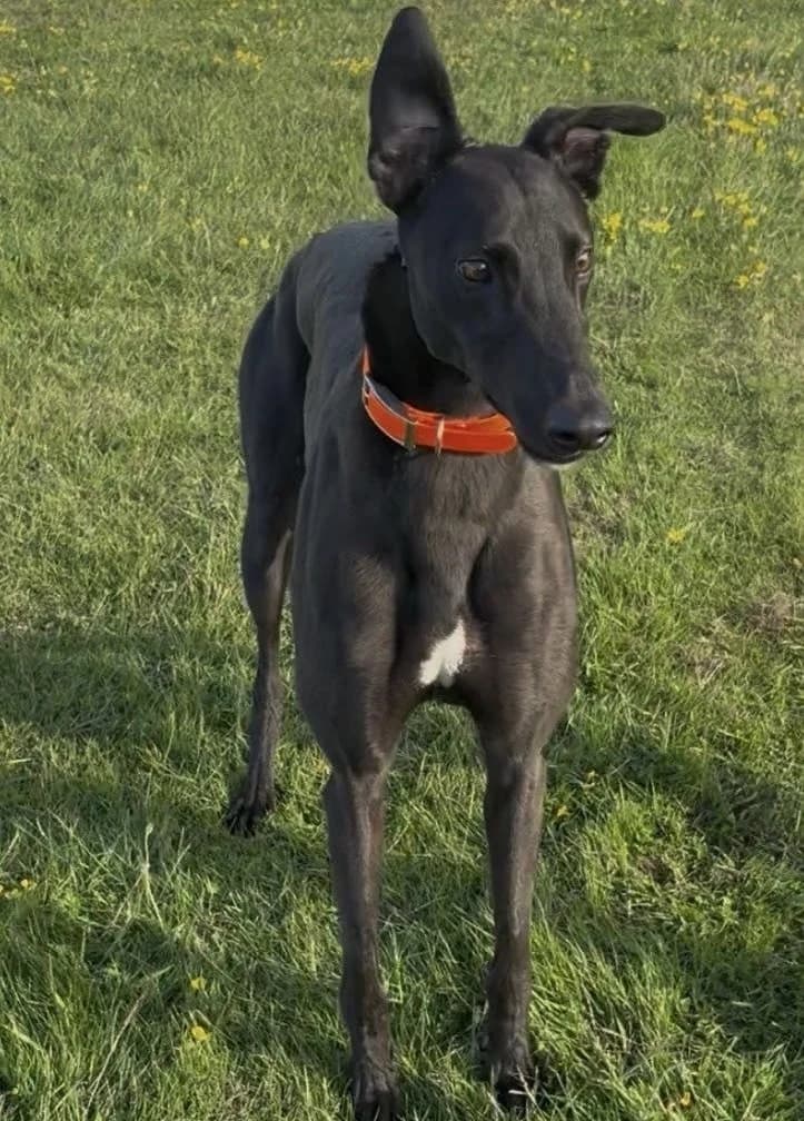 Nicole, female 3yo Greyhound for adoption at Greyhound Rescue North East, North East England