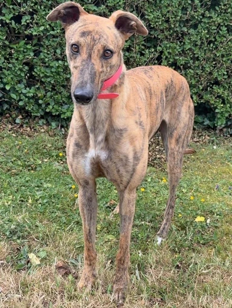 Echo - Ready soon, female Greyhound for adoption at Greyhound Rescue North East, North East England