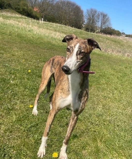 Nicole, female 3yo Greyhound for adoption at Greyhound Rescue North East, North East England