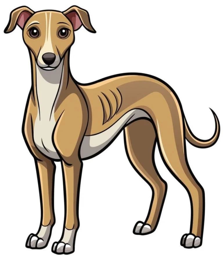 Herbie, male 3yo Greyhound for adoption at Greyhound Rescue North East, North East England
