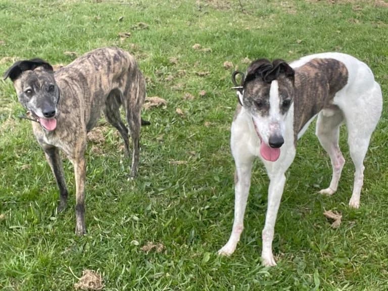 Missy, female young Greyhound for adoption at Greyhound Rescue North East, North East England