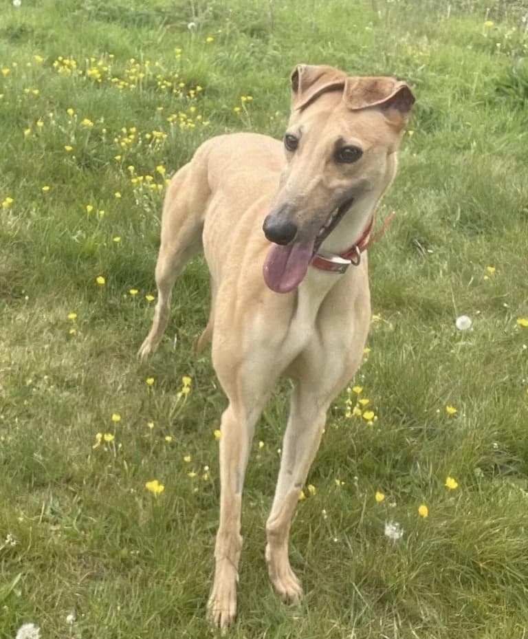 Jean, female young Greyhound for adoption at Greyhound Rescue North East, North East England