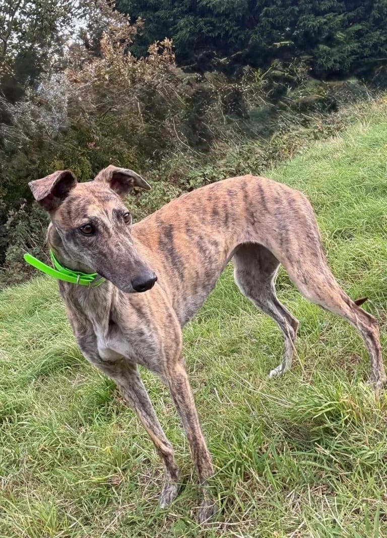 Sandy, female young Greyhound for adoption at Greyhound Rescue North East, North East England