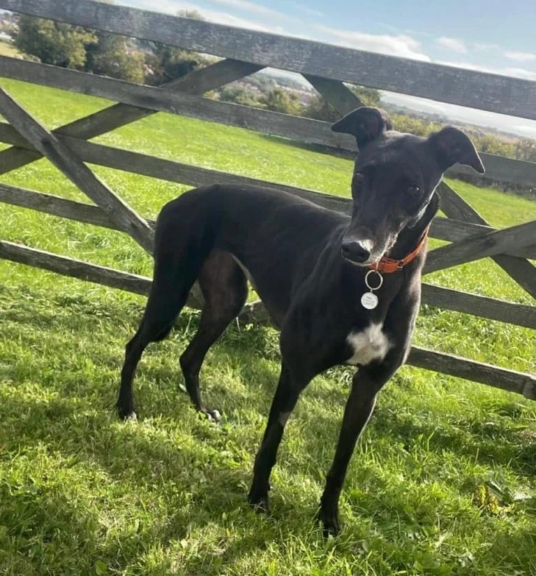 Villa, female 5yo Greyhound for adoption at Greyhound Rescue North East, North East England