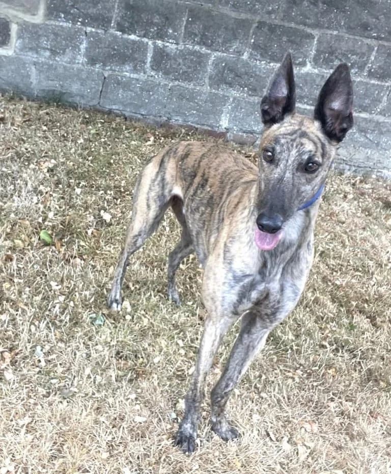 woody, male 4yo Greyhound for adoption at Greyhound Rescue North East, North East England