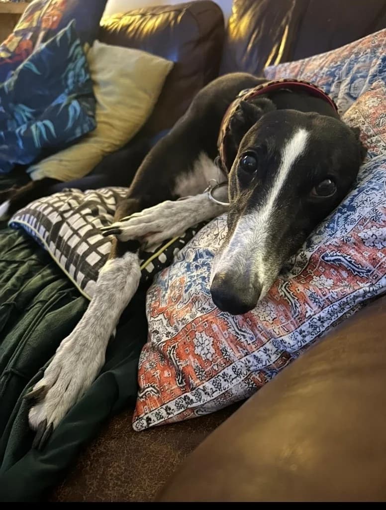 Sophia, female 7yo Greyhound for adoption at Greyhound Rescue Wales