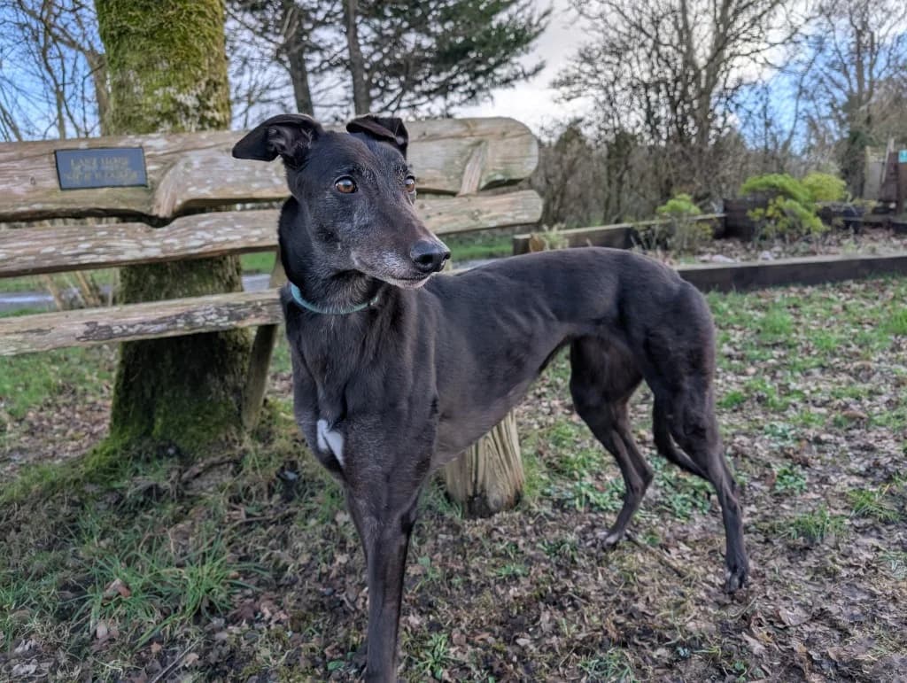 Mindy, female 6yo Greyhound for adoption at Greyhound Rescue Wales