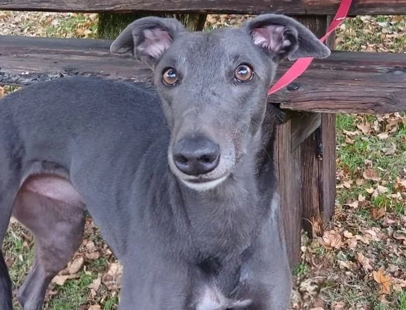 Gibson, male 4yo Greyhound for adoption at Greyhound Rescue Wales