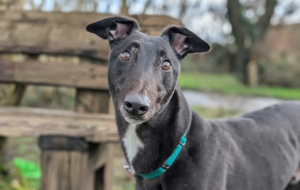 Deacon, male 5yo Greyhound for adoption at Greyhound Rescue Wales