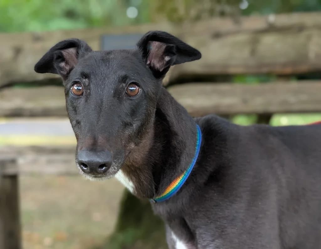 Deacon, male 5yo Greyhound for adoption at Greyhound Rescue Wales