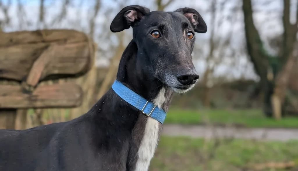 Prince, male 5yo Greyhound for adoption at Greyhound Rescue Wales