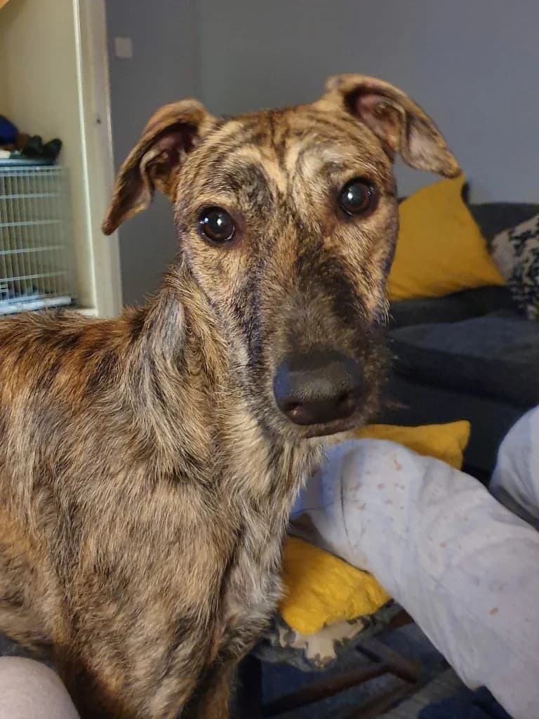 Fly, male senior Lurcher for adoption at Greyhound Rescue Wales