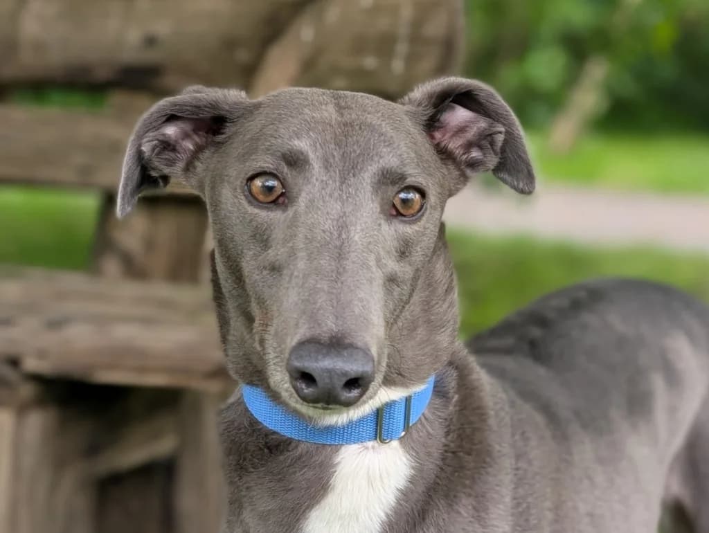 Bumble, female young Greyhound for adoption at Greyhound Rescue Wales