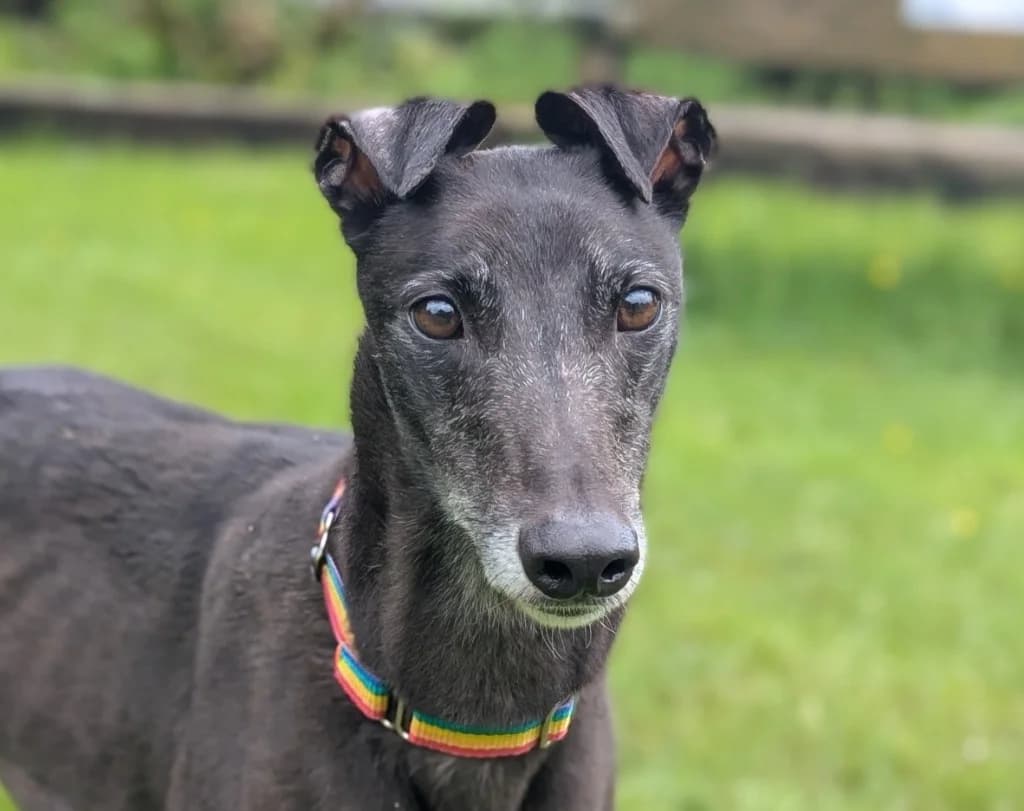 Martha, female 5yo Greyhound for adoption at Greyhound Rescue Wales
