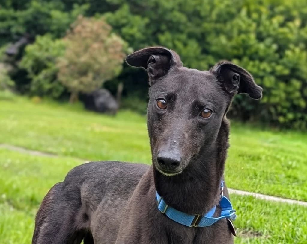 Mabel, female 4yo Greyhound for adoption at Greyhound Rescue Wales