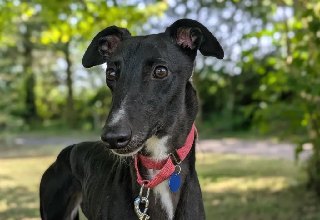 Heulwen, female 4yo Greyhound for adoption at Greyhound Rescue Wales