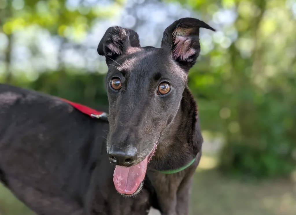 Briallen, female young Greyhound for adoption at Greyhound Rescue Wales