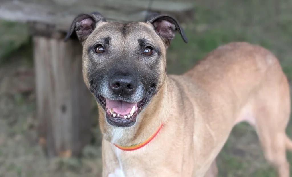 Blaze, female senior Lurcher for adoption at Greyhound Rescue Wales