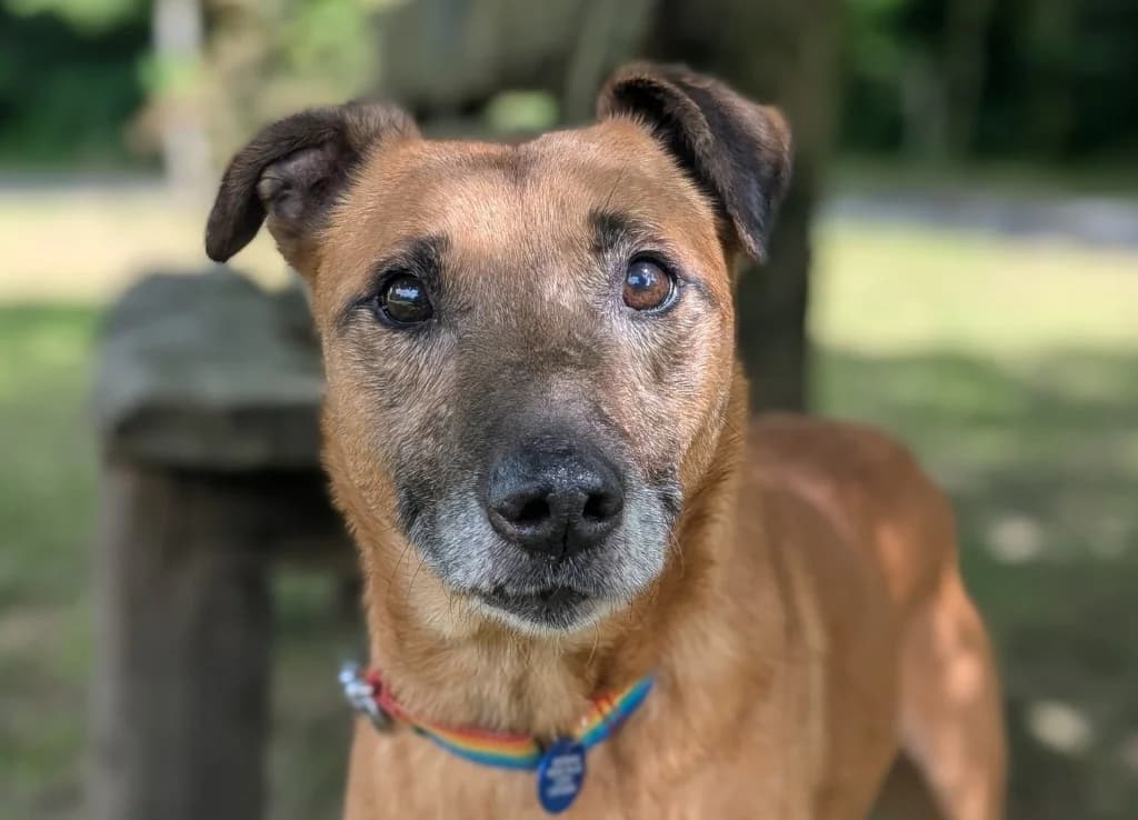 Sid, male senior Lurcher for adoption at Greyhound Rescue Wales