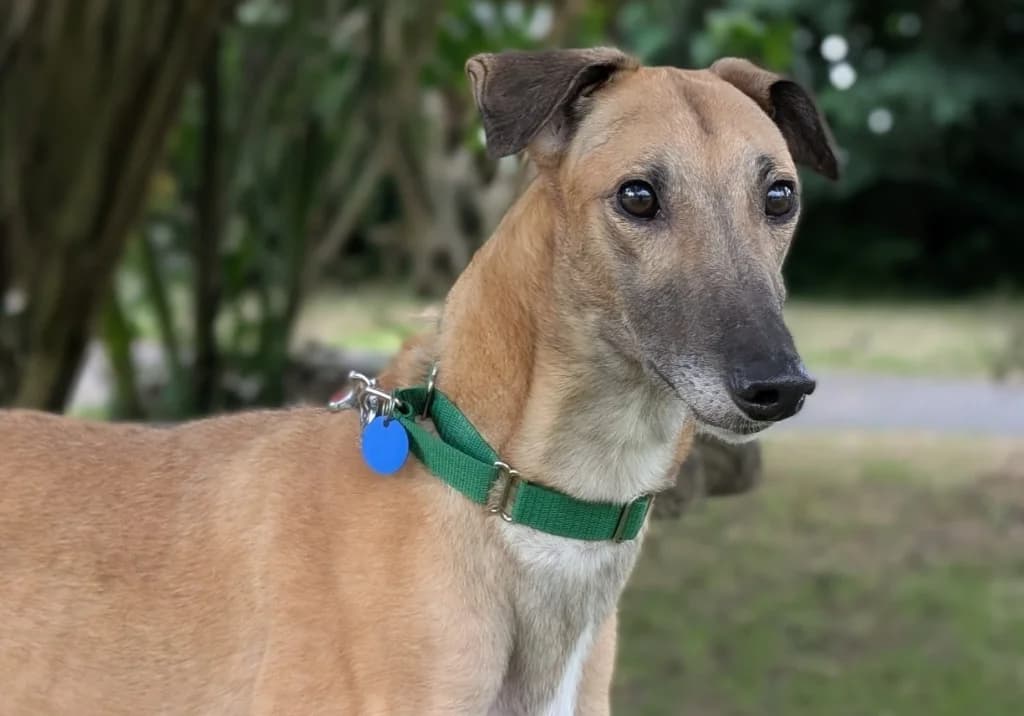 Marigold, female 3yo Greyhound for adoption at Greyhound Rescue Wales