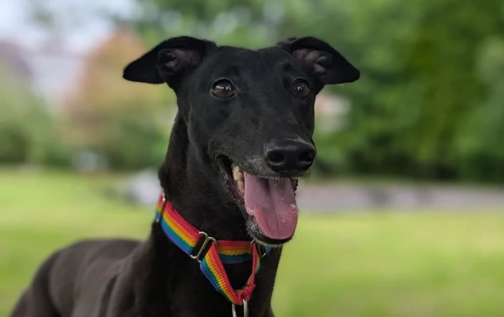 Jasmine, female 3yo Greyhound for adoption at Greyhound Rescue Wales