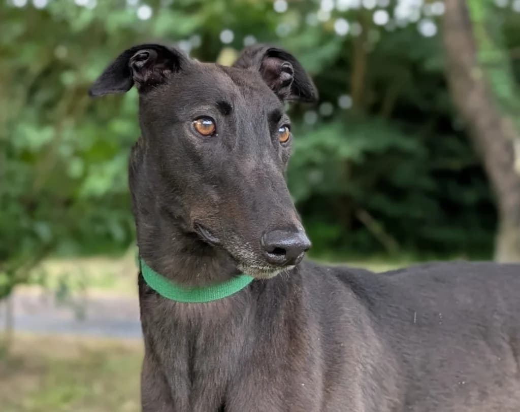 Bryn, male 3yo Greyhound for adoption at Greyhound Rescue Wales
