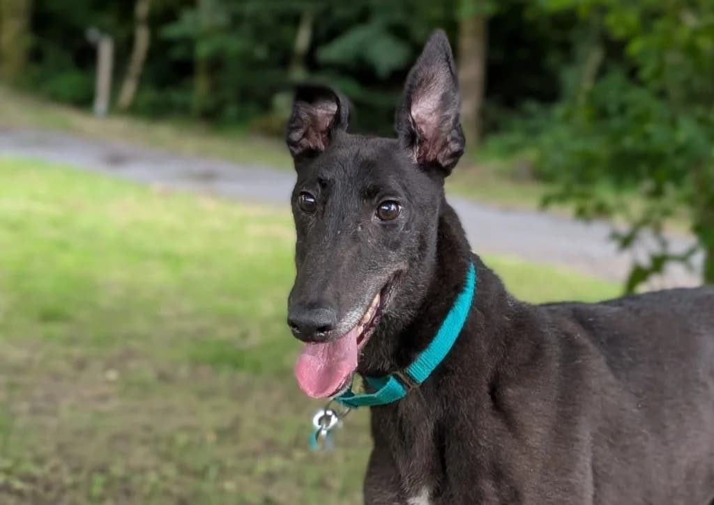 Smithy, male 5yo Greyhound for adoption at Greyhound Rescue Wales