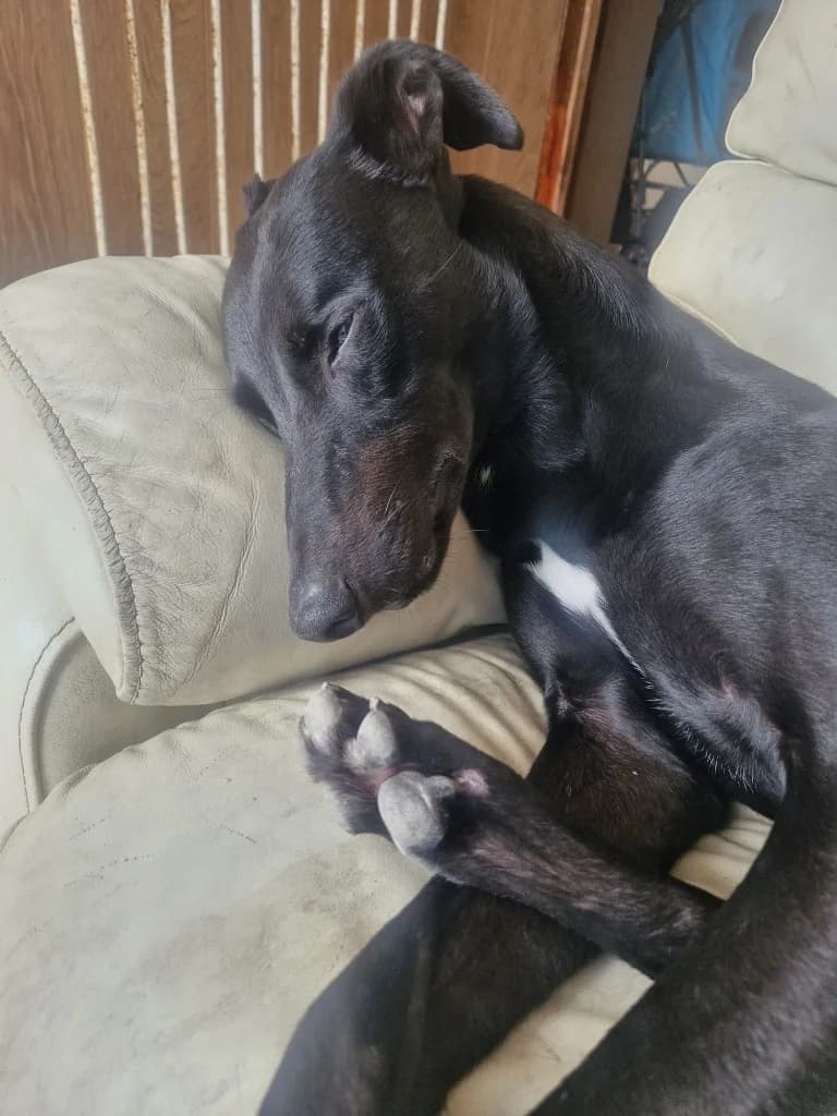 Milo, male 4yo Lurcher for adoption at Greyhound Rescue Wales