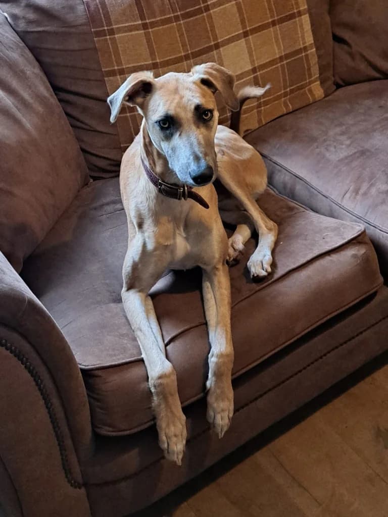 Duke, male young Lurcher for adoption at Greyhound Rescue Wales