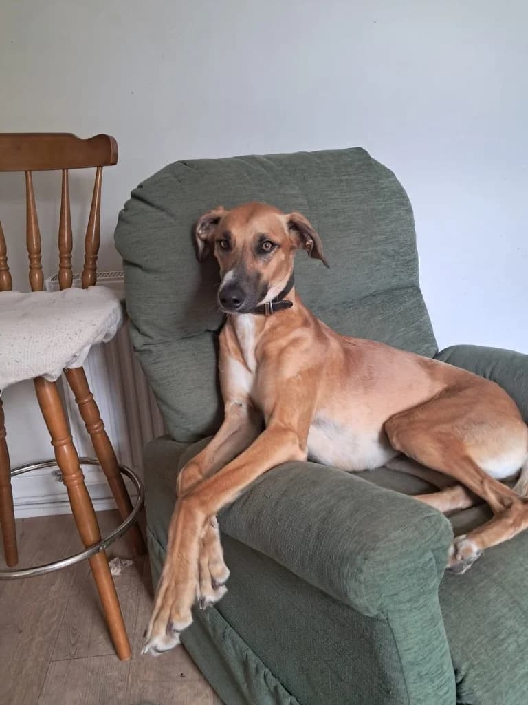 Dino, male young Lurcher for adoption at Greyhound Rescue Wales