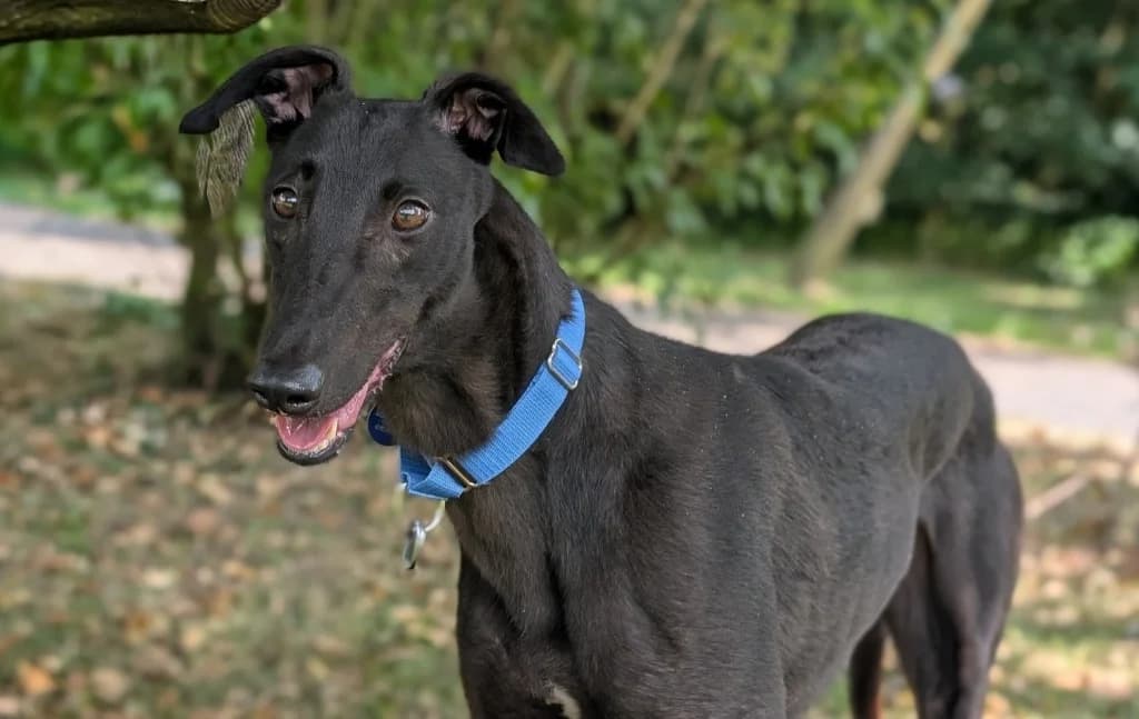 Elaine Herbert, female 4yo Greyhound for adoption at Greyhound Rescue Wales