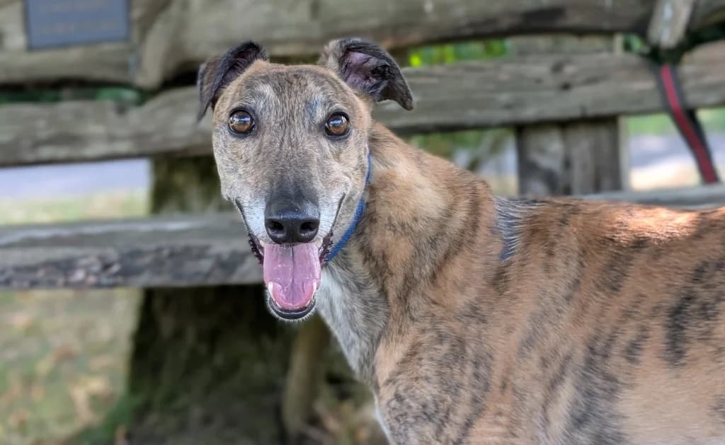 Mr Wormwood, male 4yo Greyhound for adoption at Greyhound Rescue Wales