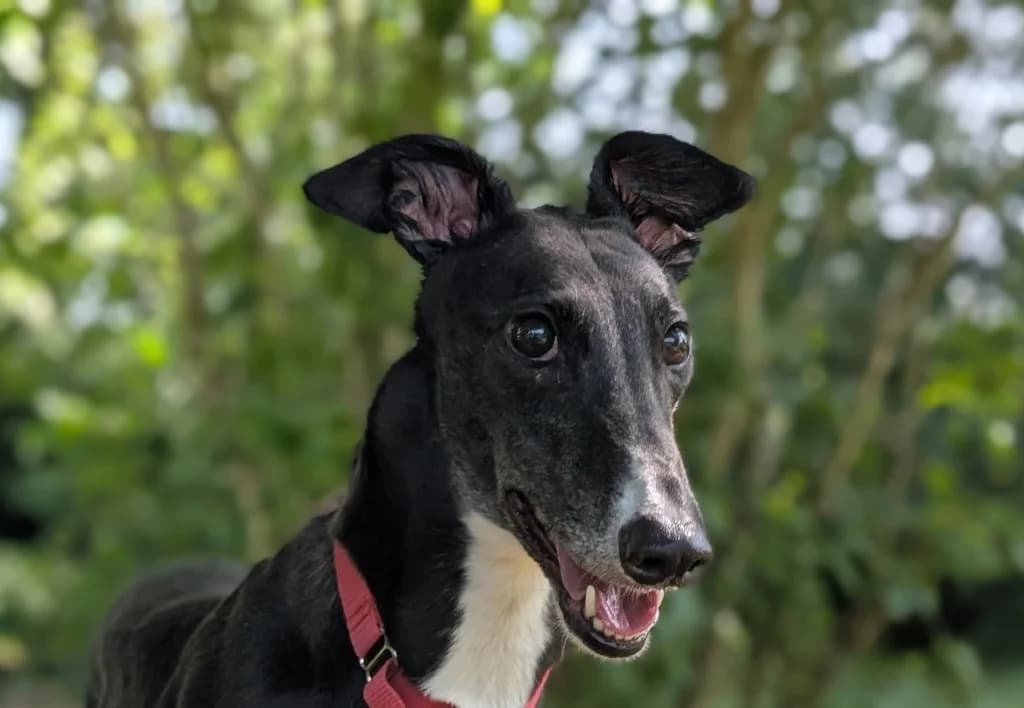 Poppins, female 3yo Greyhound for adoption at Greyhound Rescue Wales