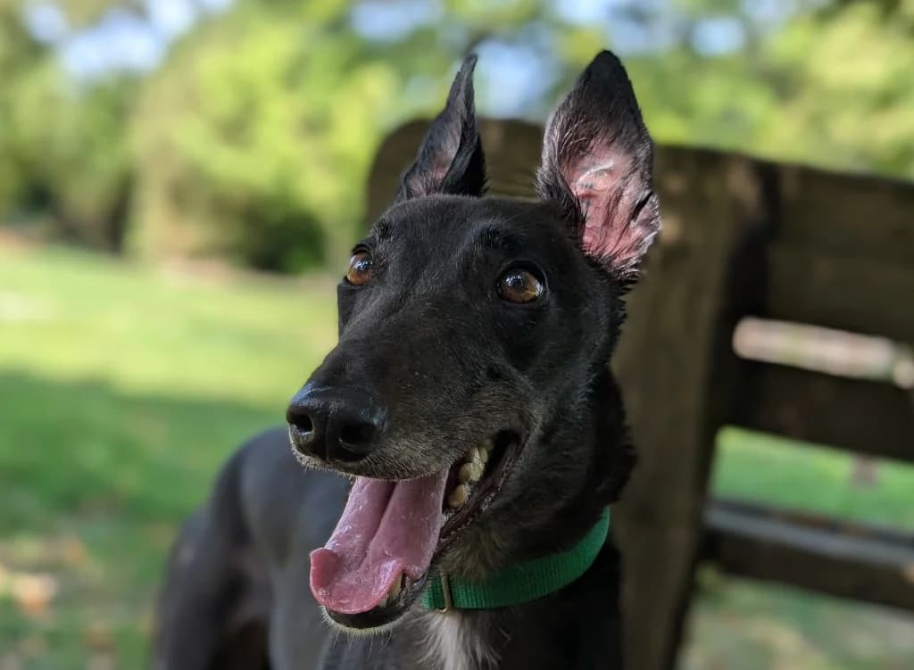 Matilda, female 4yo Greyhound for adoption at Greyhound Rescue Wales