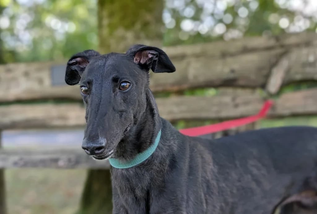 Mowgli, male 4yo Greyhound for adoption at Greyhound Rescue Wales