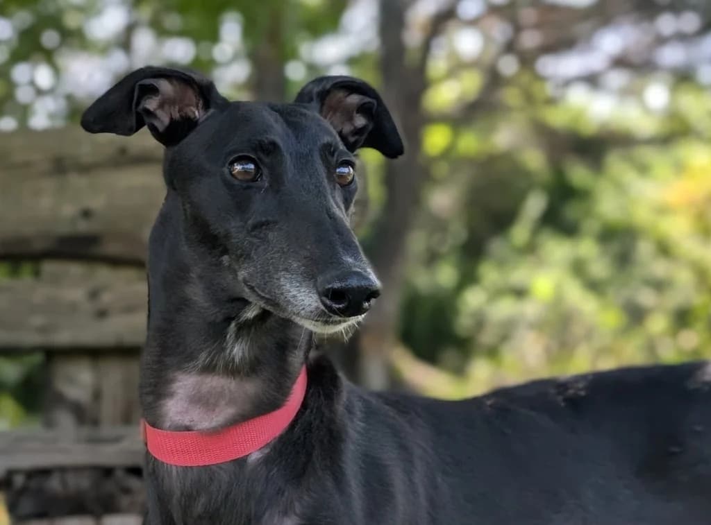 Messua, female 3yo Greyhound for adoption at Greyhound Rescue Wales