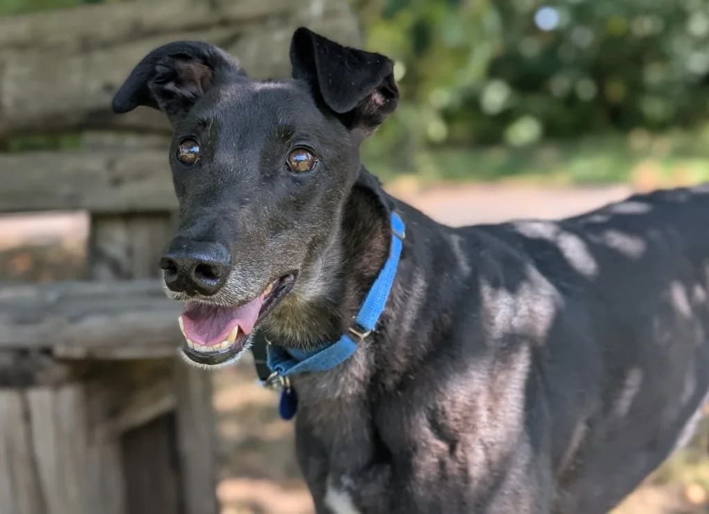 Emyr, male 4yo Greyhound for adoption at Greyhound Rescue Wales