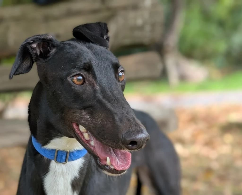 Ffion, female young Greyhound for adoption at Greyhound Rescue Wales