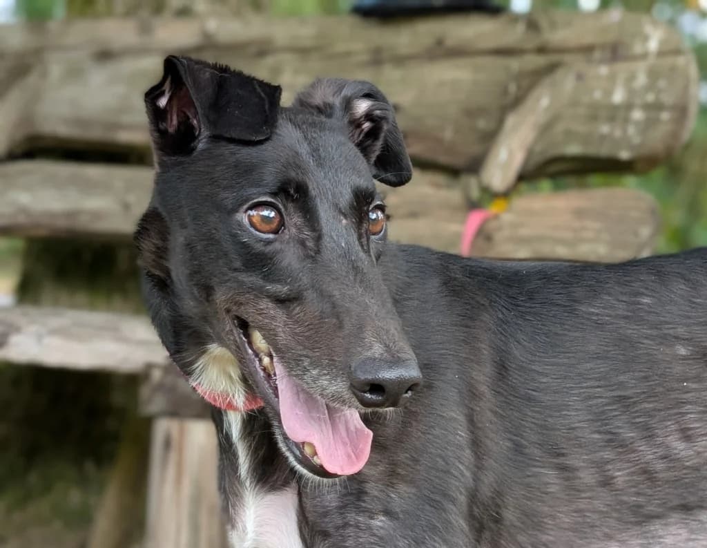 Ieuan, male 4yo Greyhound for adoption at Greyhound Rescue Wales