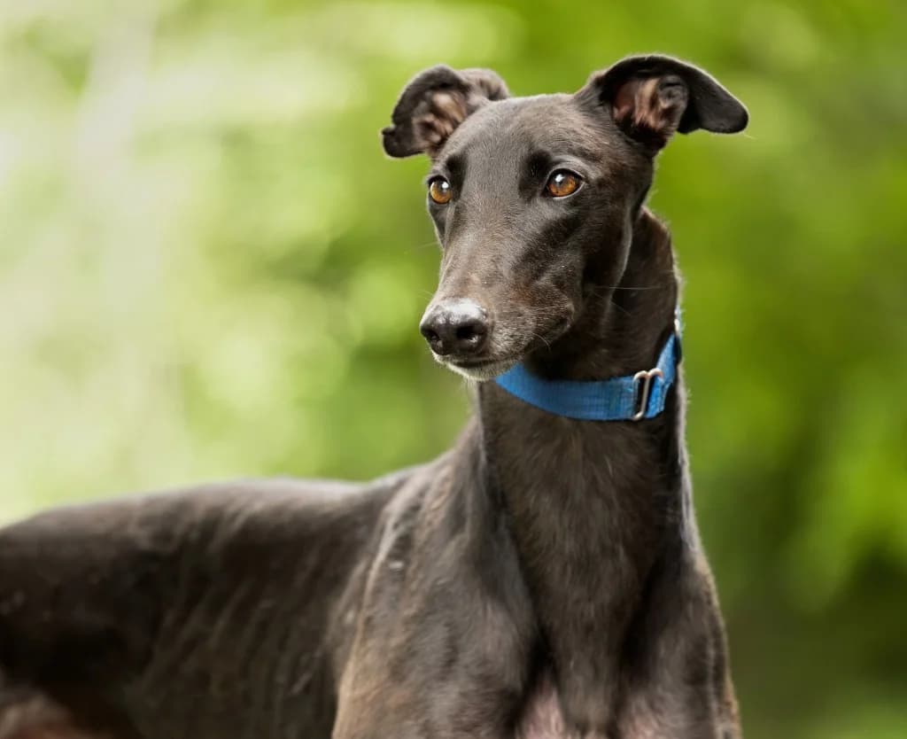 Toby, male 4yo Greyhound for adoption at Greyhound Rescue Wales
