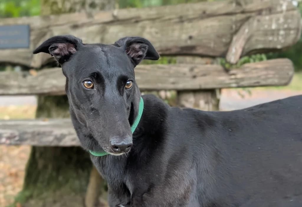 Theo, male 4yo Greyhound for adoption at Greyhound Rescue Wales