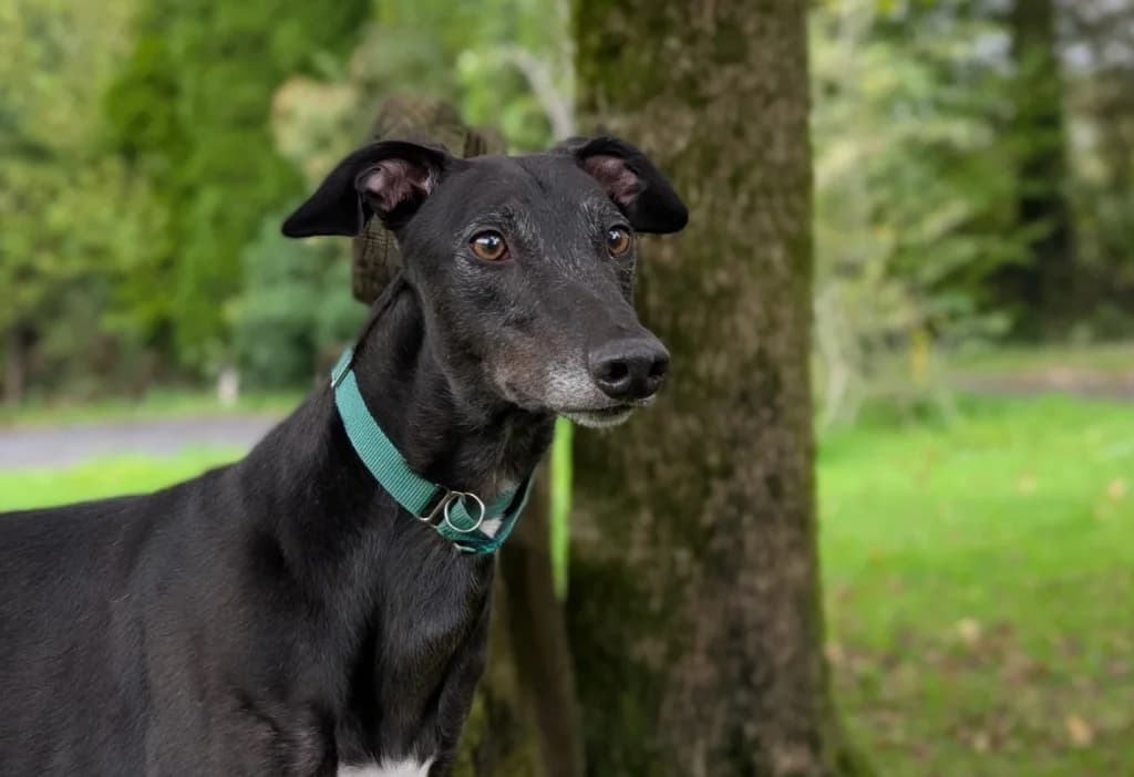 Alvin, male 5yo Greyhound for adoption at Greyhound Rescue Wales