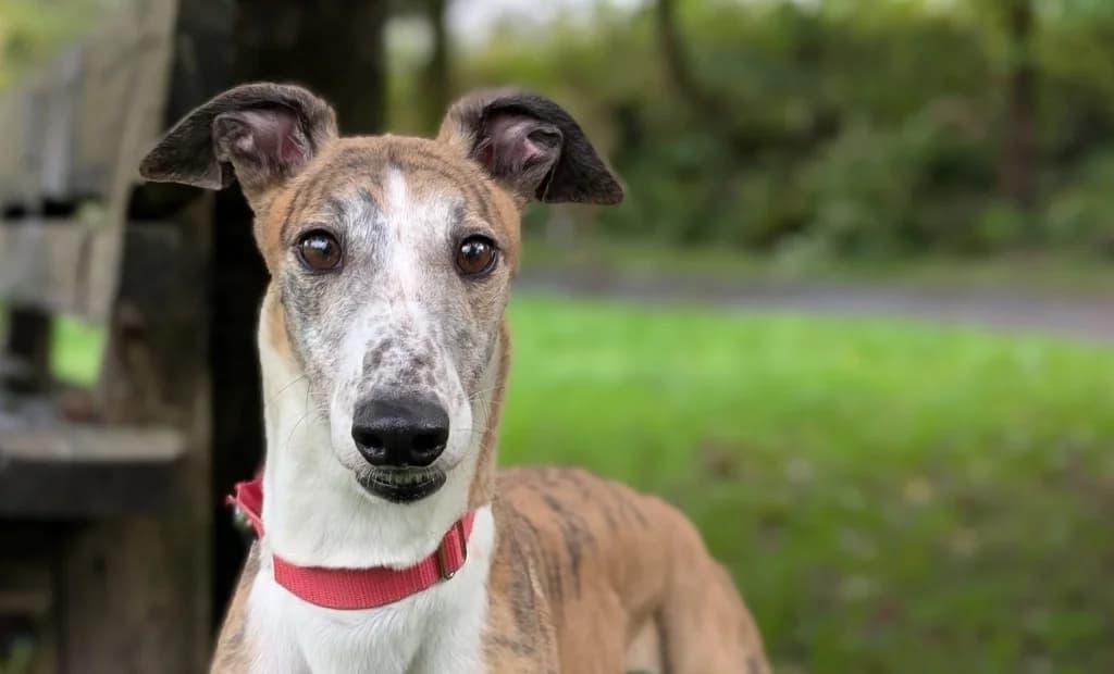 Brittany, female 4yo Greyhound for adoption at Greyhound Rescue Wales