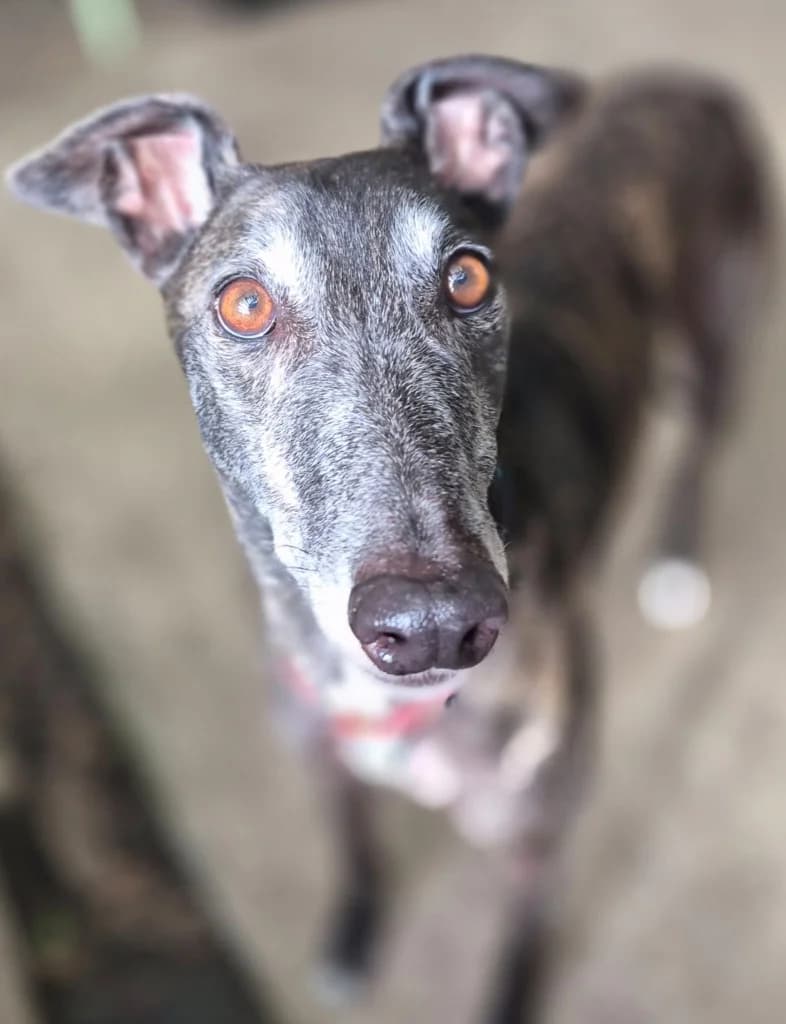 Ken, male 6yo Greyhound for adoption at Greyhound Rescue Wales