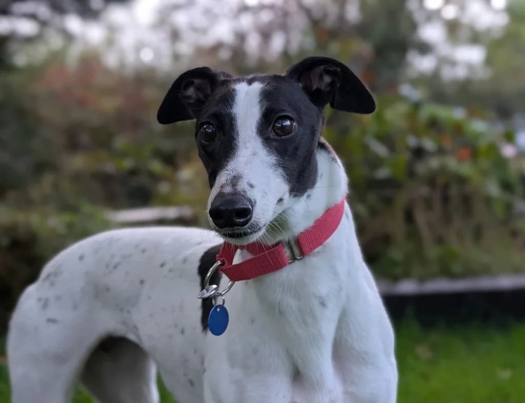 Molly, female 3yo Greyhound for adoption at Greyhound Rescue Wales