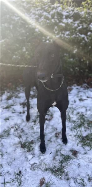 Zeek, male 5yo Greyhound for adoption at Greyhound Trust, London